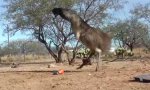 Lustiges Video : Straußen und Emus vs Weasel Ball