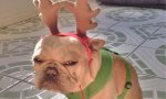 Donnerstags Fun PicDump #129