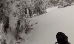 Funny Video - Unerwartete Begegnung beim Powder Skiing