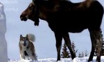 Movie : Malamute und Elch