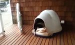 Funny Video : Die Perfekte Hundehütte