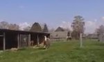 Lustiges Video : Happy Lama