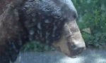 Lustiges Video : Neulich auf Bärensafari