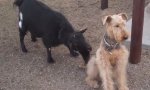 Funny Video : Bug im Goat-Simulator
