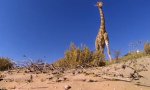 Movie : Die Giraffe und die GoPro