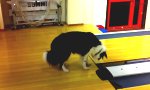 Movie : Hund inspiziert Bowling-Bahn