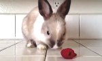 Lustiges Video : Natürlicher Lippenstift für Bunny