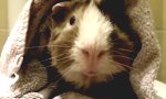 Funny Video : Interview mit einem Meerschweinchen