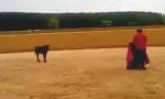 Movie : Hobby-Torero vs jungen Stier