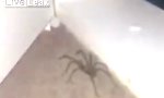 Funny Video : Mann gegen Spinne