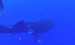 Walhai auf Kollisionskurs