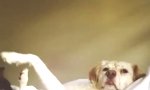 Whos the Best Dog In The World?