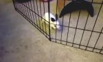 Funny Video - Bunny Prison Break