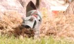 Movie : Assassin Kittens