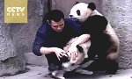 Zwei Pandas, ein Zoowärter...