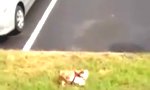 Lustiges Video : Bulldogge mit besonderer Vorliebe