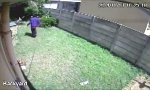 Lustiges Video - Einbrecher vs Kampfhund