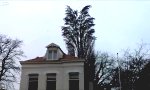 Lustiges Video : Ein paar Vögel im Baum