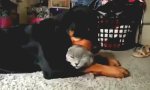 Movie : Katze mit dickem Buddy