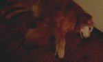Funny Video : Albtraum-Wachhund