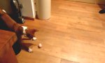 Movie : Hundeüberraschung auf dem Küchenboden
