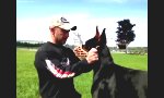Lustiges Video - Smarter Dobermann