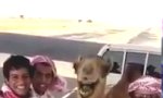 Lustiges Video : Kamel-Lache