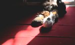 Funny Video - Sonnenanbeter