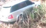 Lustiges Video : Festgefahrene Situation