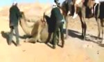 Wie man ein Kamel in die Knie zwingt