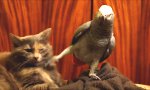 Funny Video - Grenzen auslooten