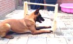 Die Beste Beschäftigung für deinen Hund