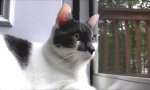 Movie : Machinegun Cat