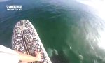 Lustiges Video : Begegnung mit einem Killerwal