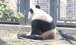 Der Panda und die Krähe