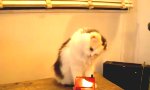 Movie : Oscat Sala