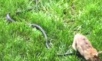 Movie : Hase vs Schlange