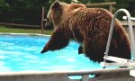Braunbär geht Schwimmen