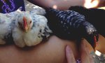 Lustiges Video : Chick Pick