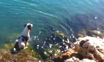 Ein Hund schwimmt mit Delfinen