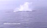 Buckelwal springt auf Kayak