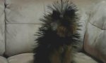 Movie : Statischer Hund