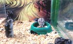 Funny Video - Ich glaub mein Hamster ist kaputt