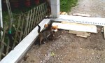 Movie : Katze auf Beutezug