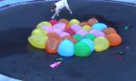 Lustiges Video - Der Hund und die Wasserbomben
