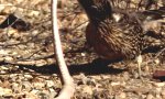 Lustiges Video : Roadrunner vs Klapperschlange