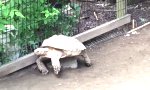 ADAC für Schildkröten