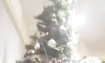 Lustiges Video : Der Tanz mit dem Weihnachtsbaum