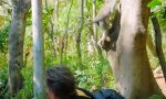 Lustiges Video : Klepto-Affen