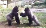 Lustiges Video : Faustkampf im Gorillagehege